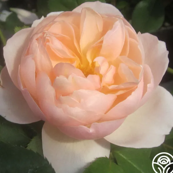 Heirloom Roses The Shepherdess™ Sale
