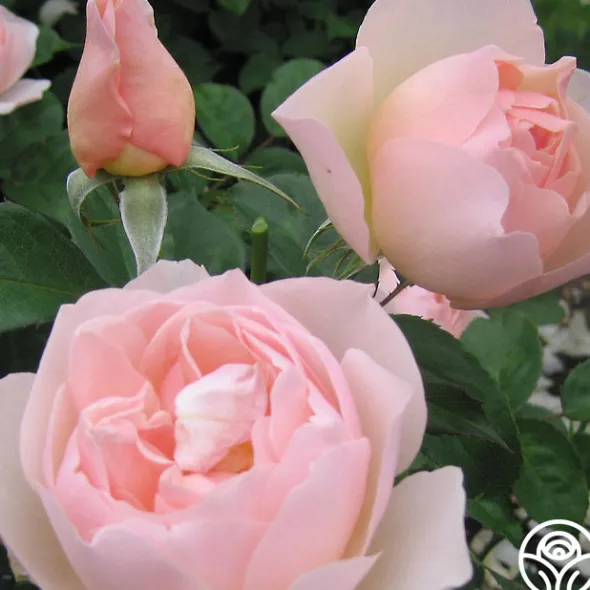 Heirloom Roses The Shepherdess™ Sale