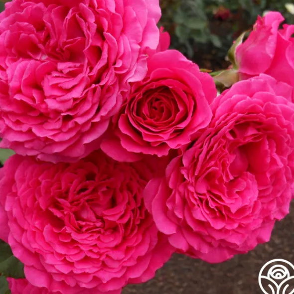 Heirloom Roses Tower Bridge™ Discount