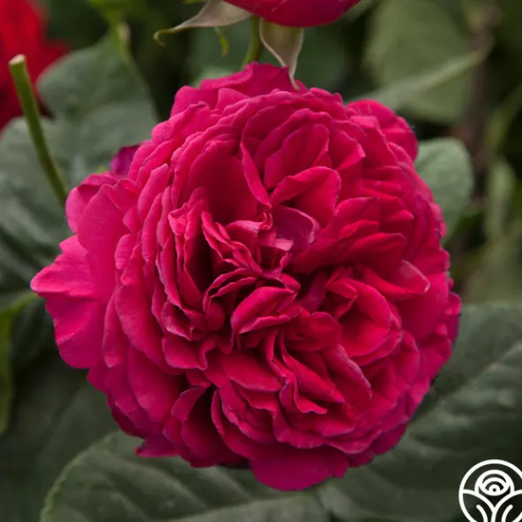 Heirloom Roses Tower Bridge™ Discount