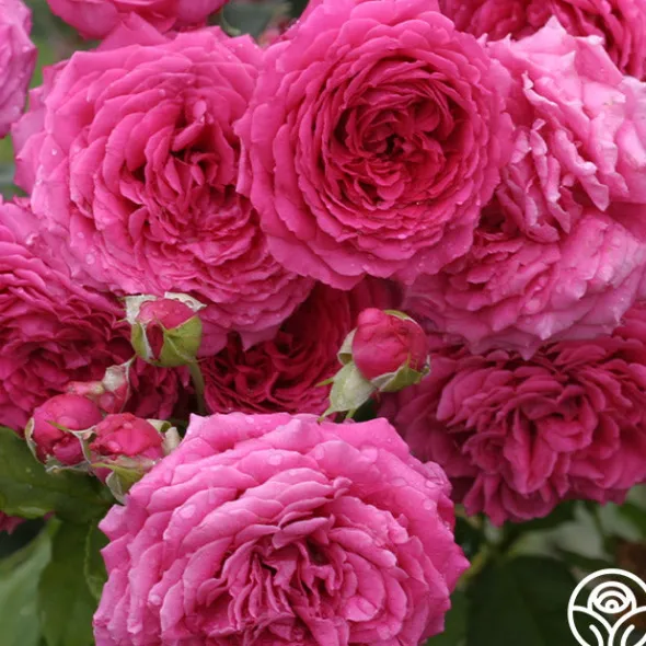 Heirloom Roses Tower Bridge™ Discount
