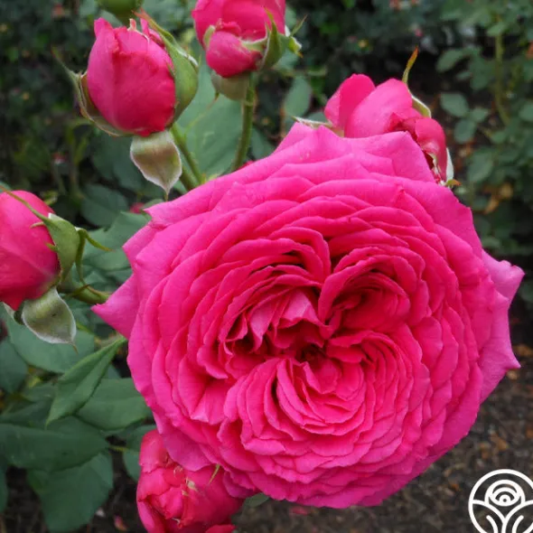 Heirloom Roses Tower Bridge™ Discount
