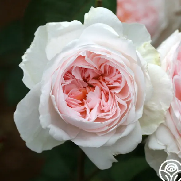 Heirloom Roses Tranquility™ Best