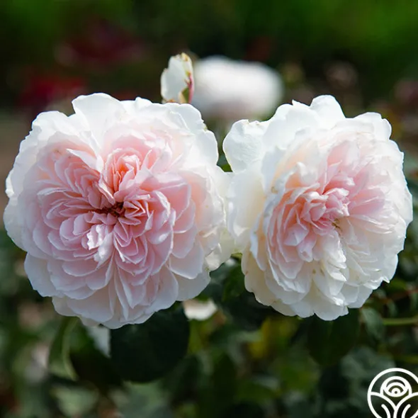 Heirloom Roses Tranquility™ Best