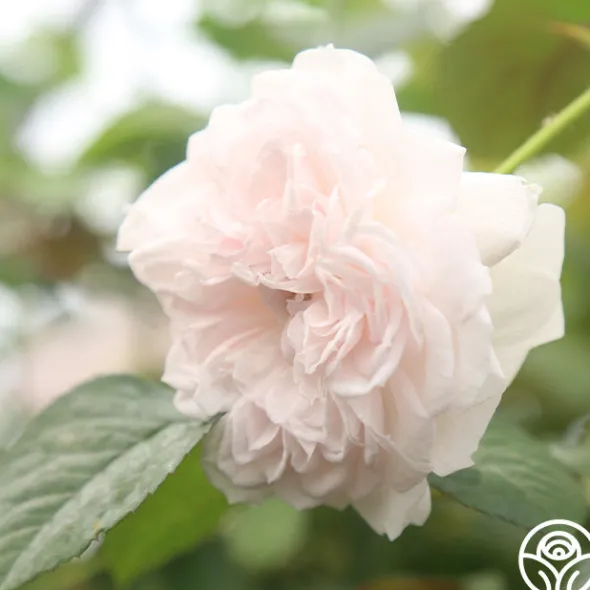 Heirloom Roses Tranquility™ Best