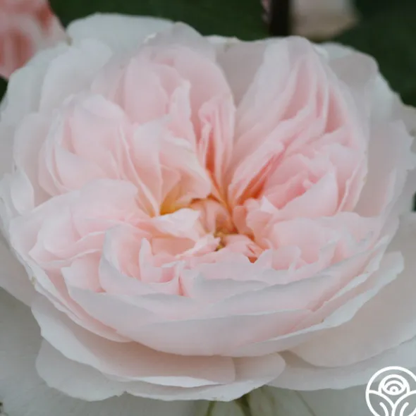 Heirloom Roses Tranquility™ Best