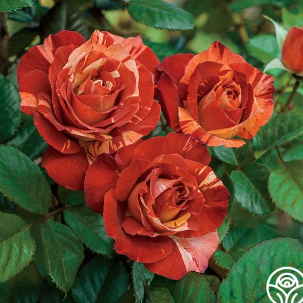Heirloom Roses Tropical Lightning New