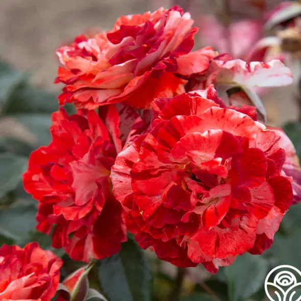 Heirloom Roses Tropical Lightning New