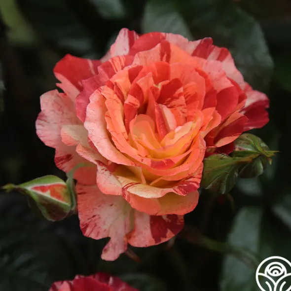 Heirloom Roses Tropical Lightning New