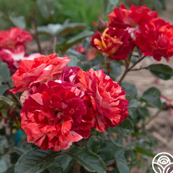 Heirloom Roses Tropical Lightning New