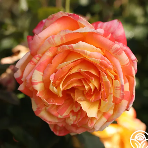 Heirloom Roses Tropical Sunset Clearance