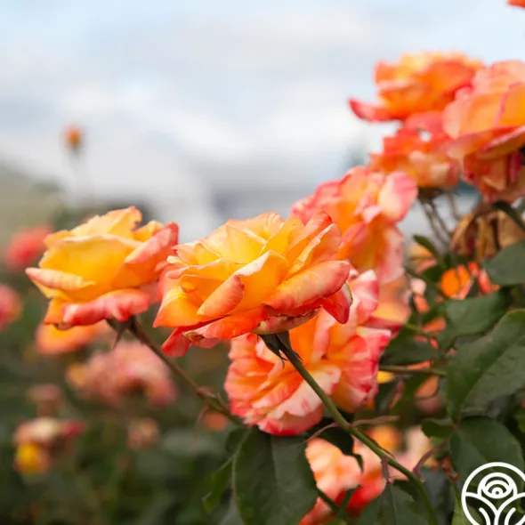 Heirloom Roses Tropical Sunset Clearance