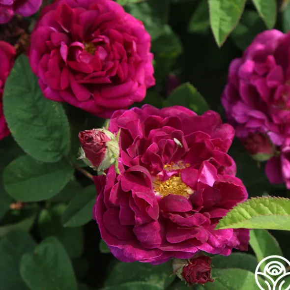 Heirloom Roses Tuscany Superb Sale
