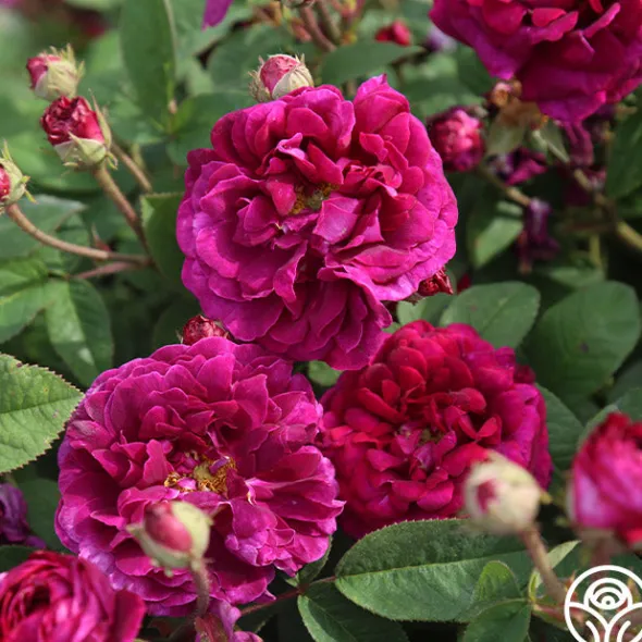 Heirloom Roses Tuscany Superb Sale
