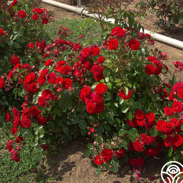 Heirloom Roses Veranda® Roxanne New