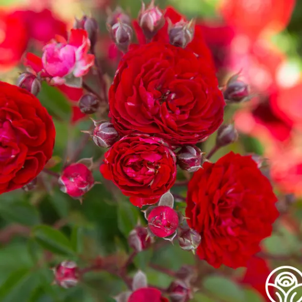 Heirloom Roses Veranda® Roxanne New