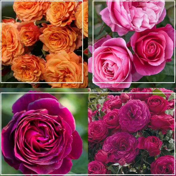 Heirloom Roses Vibrant Bouquet Collection Sale