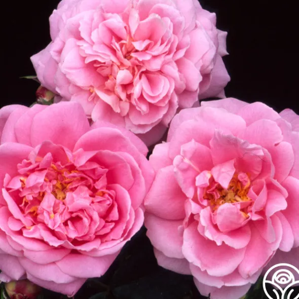 Heirloom Roses Viking Queen Best