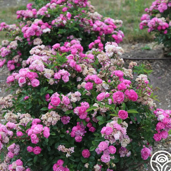 Heirloom Roses Vineyard Song Outlet