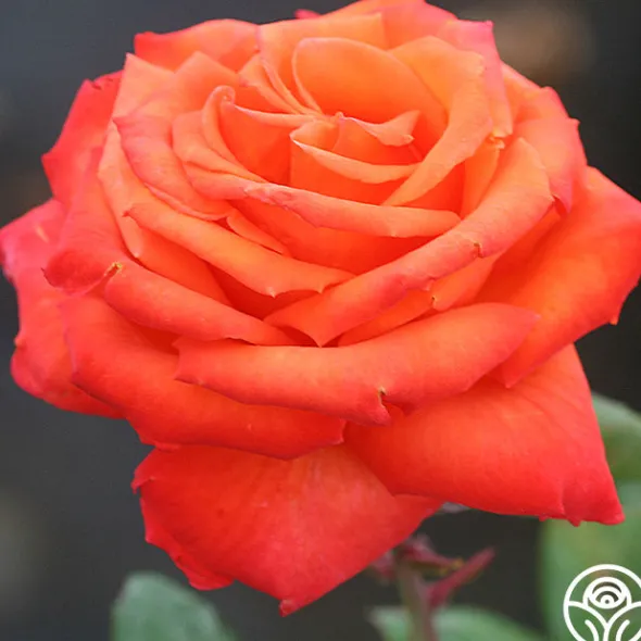 Heirloom Roses Voodoo™ Online