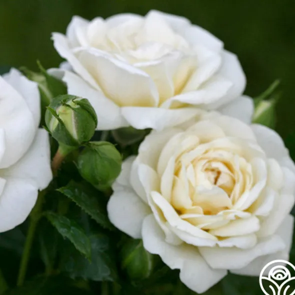Heirloom Roses White Diamond® Clearance