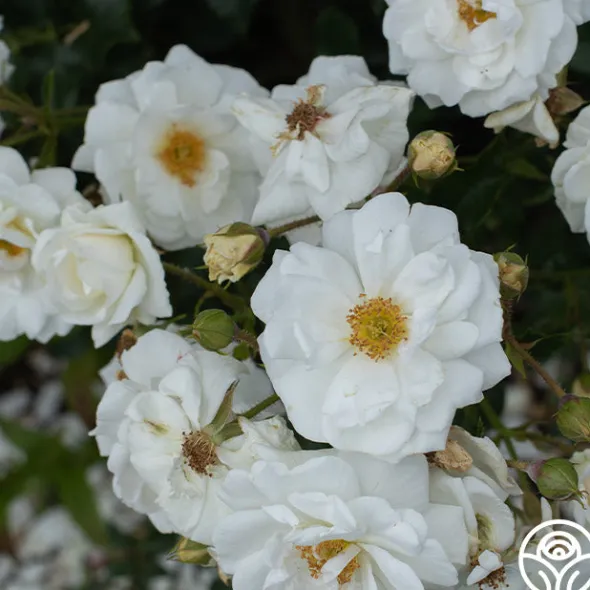 Heirloom Roses White Diamond® Clearance