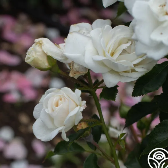 Heirloom Roses White Diamond® Clearance