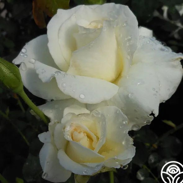 Heirloom Roses White Lightnin' Online