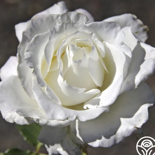 Heirloom Roses White Lightnin' Online