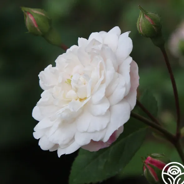 Heirloom Roses White Pet New