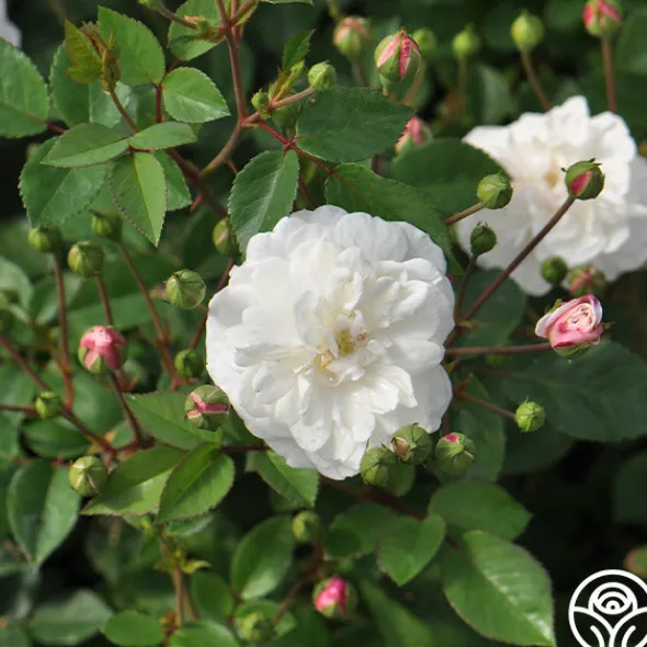 Heirloom Roses White Pet New
