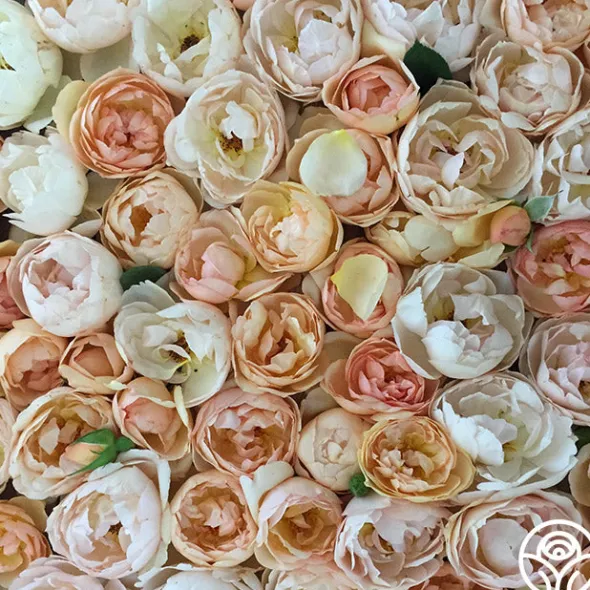Heirloom Roses Wollerton Old Hall™