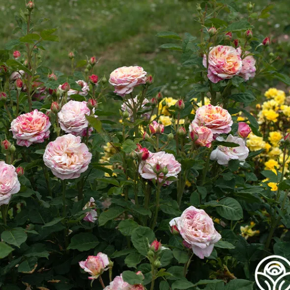 Heirloom Roses Wonderstripe™ New