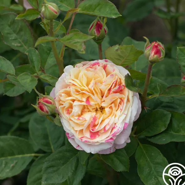 Heirloom Roses Wonderstripe™ New