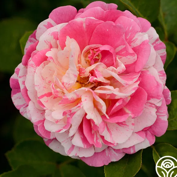 Heirloom Roses Wonderstripe™ New